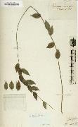 Alexander von Humboldt Herbarium oil